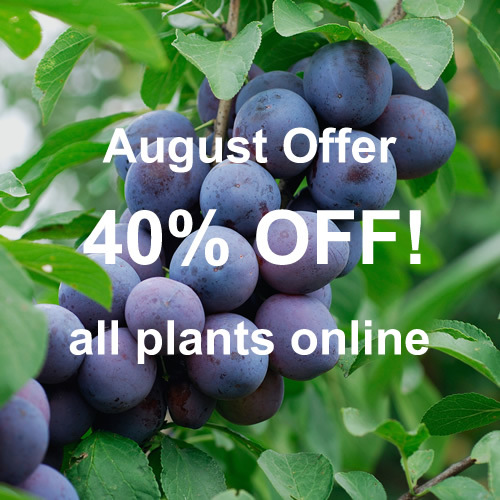 Crews Hill Special Offers - Plants, Shrubs and Trees on offer