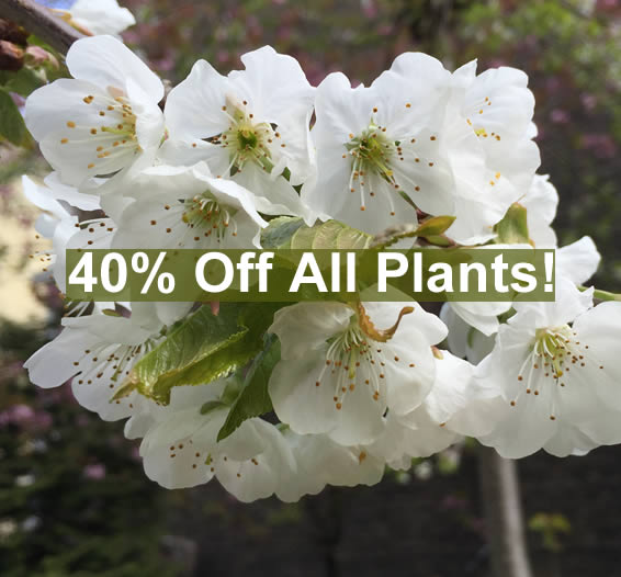 Crews Hill, Garden Centres, Nurseries, Aquatics, topiary, hardy exotics