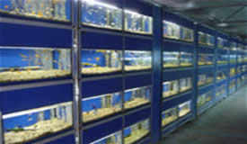 Tropical fish tanks, tropical fish specialists, Crews Hill, Enfield, UK