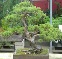 Bonsai Nursery Specimen Bonsai Trees London UK