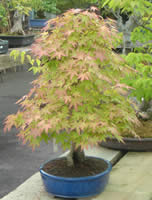 Japanese Bonsai Specialist, Bonsai London UK