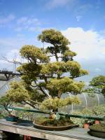 Bonsai Outdoor Trees, Little Woods Nursery, Crews Hill, EN2 9DP