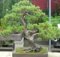 Bonsai Trees, Bonsai Courses, Crews Hill, London EN2 9DP