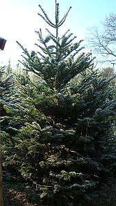 Christmas trees for sale, London