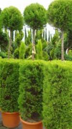 Plant Nursery and Garden Centre, Paramount Plants, Crews Hill, London EN2 9BB