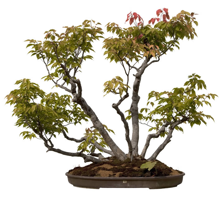 Bonsai trees 